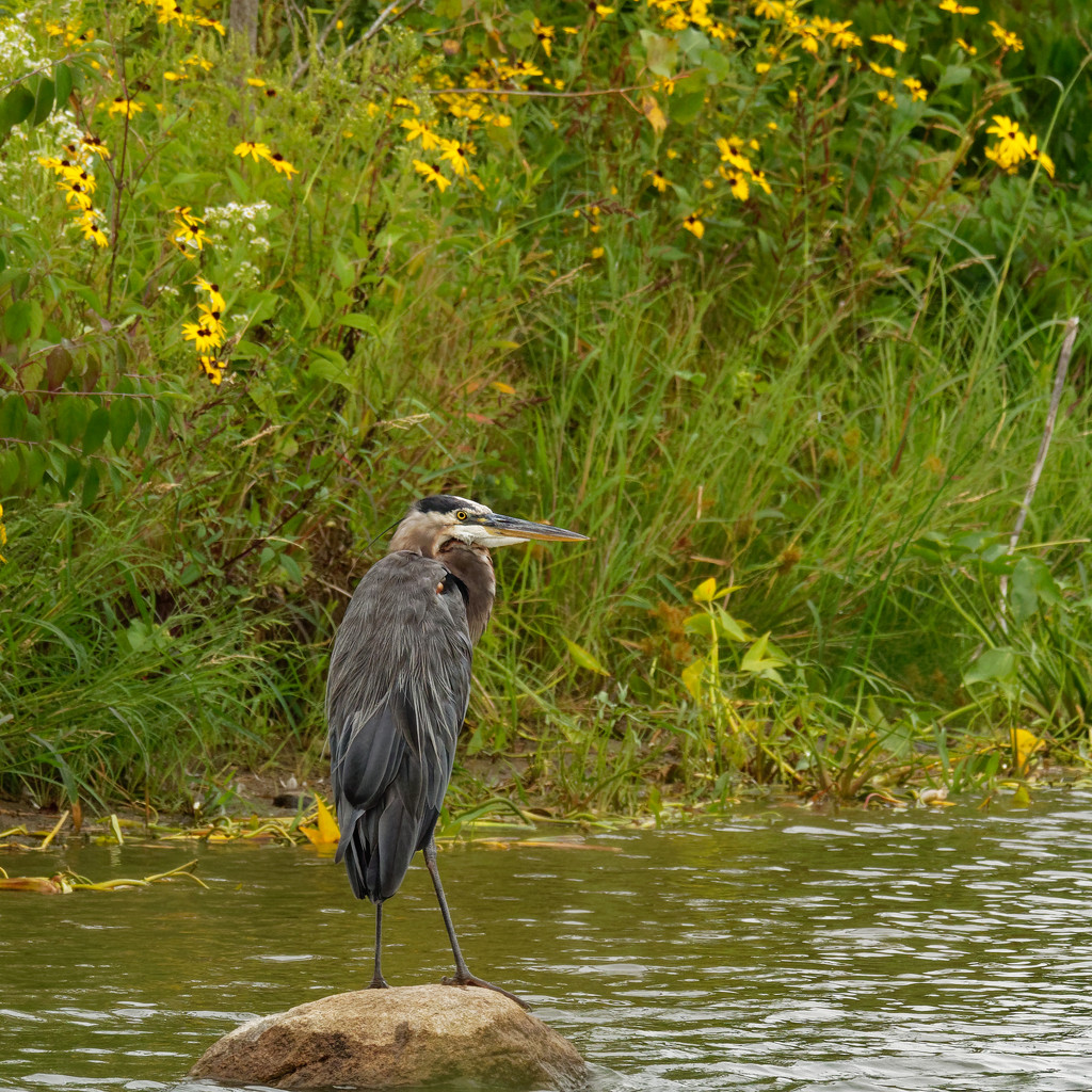 great blue heron and blackeyed susans by rminer