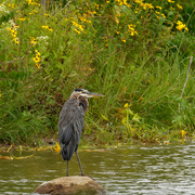 8th Sep 2019 - great blue heron and blackeyed susans