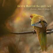9th Sep 2019 - Golden Mantled Racquet Tail