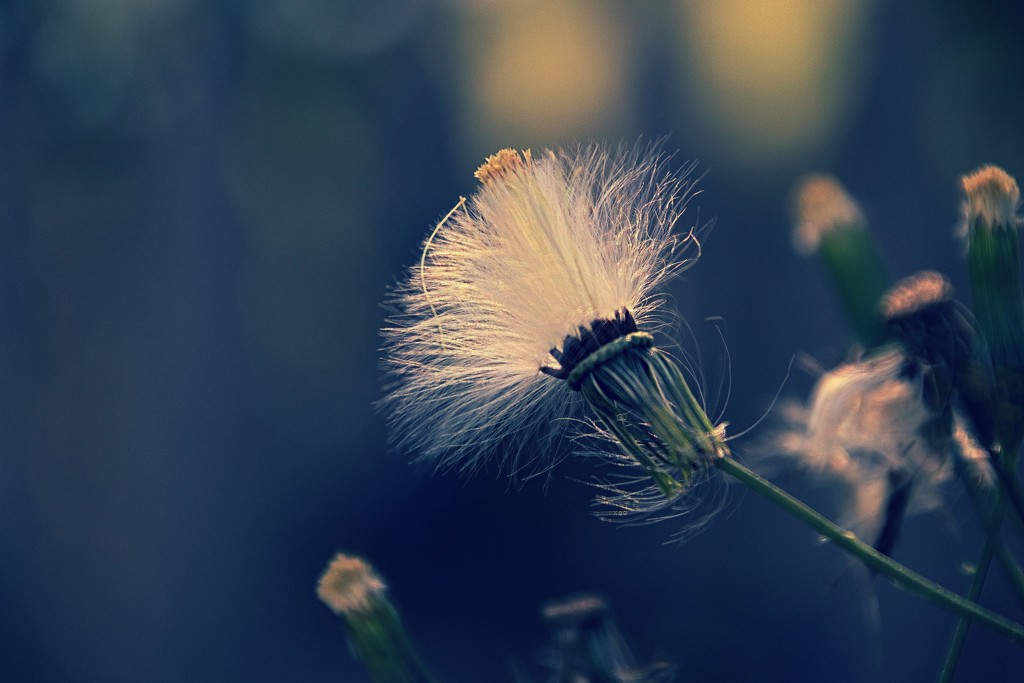 Day 251: Dandy In The Sun by sheilalorson
