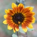 Ring of Fire Sunflower by sandlily
