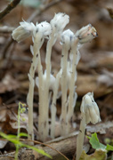 23rd Aug 2019 - Indian Pipe/Ghost flower 