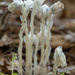 Indian Pipe/Ghost flower  by susanharvey