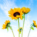 Sunflowers by kwind