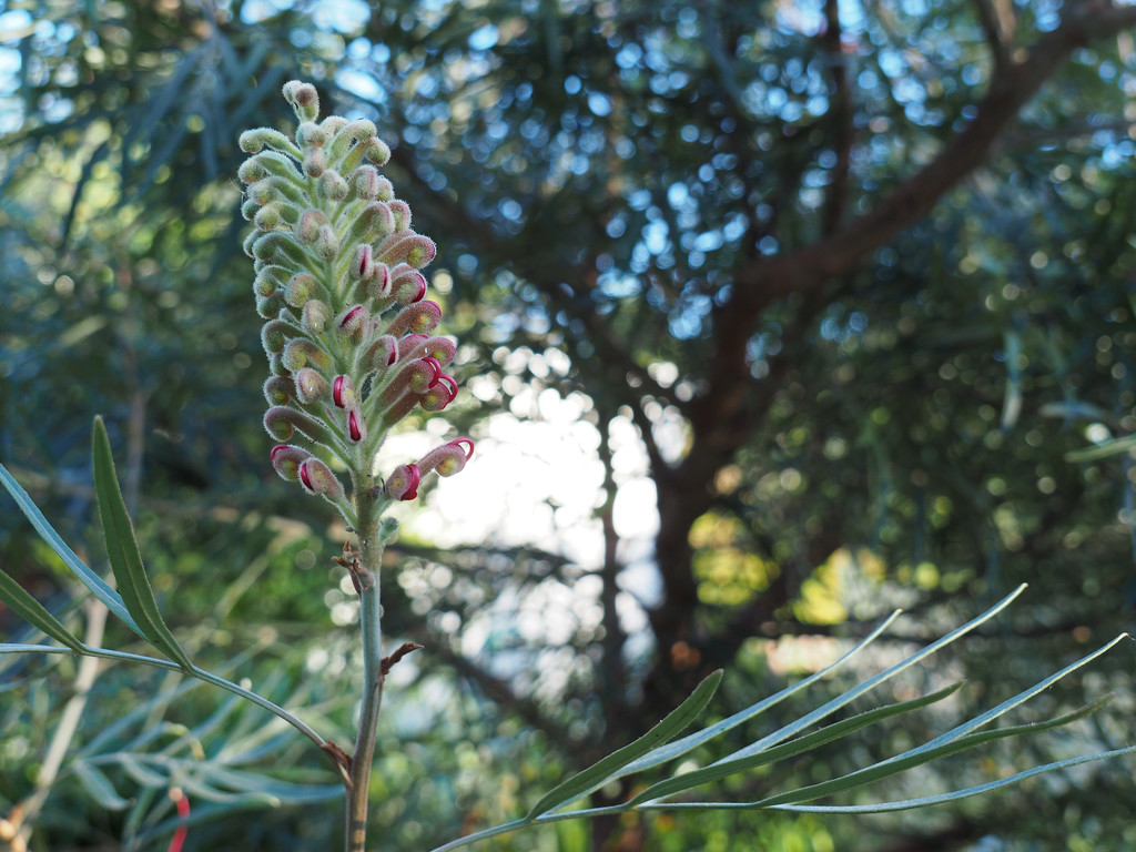a nifty flower bud by koalagardens