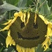 Happy Sunflower.... by anne2013
