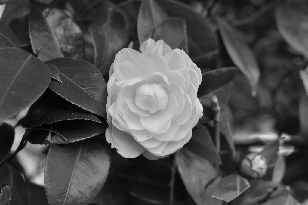 Black and white flower by brigette