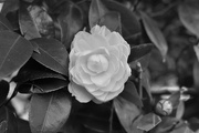 10th Sep 2019 - Black and white flower