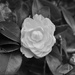 Black and white flower by brigette