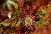 8th Sep 2019 - my daily highlights from the „wild side“: 1 sundew
