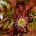 my daily highlights from the „wild side“: 1 sundew by mona65