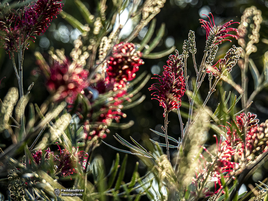 masses of grevillea with bokeh by koalagardens