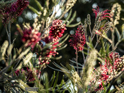 6th Sep 2019 - masses of grevillea with bokeh