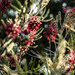 masses of grevillea with bokeh by koalagardens