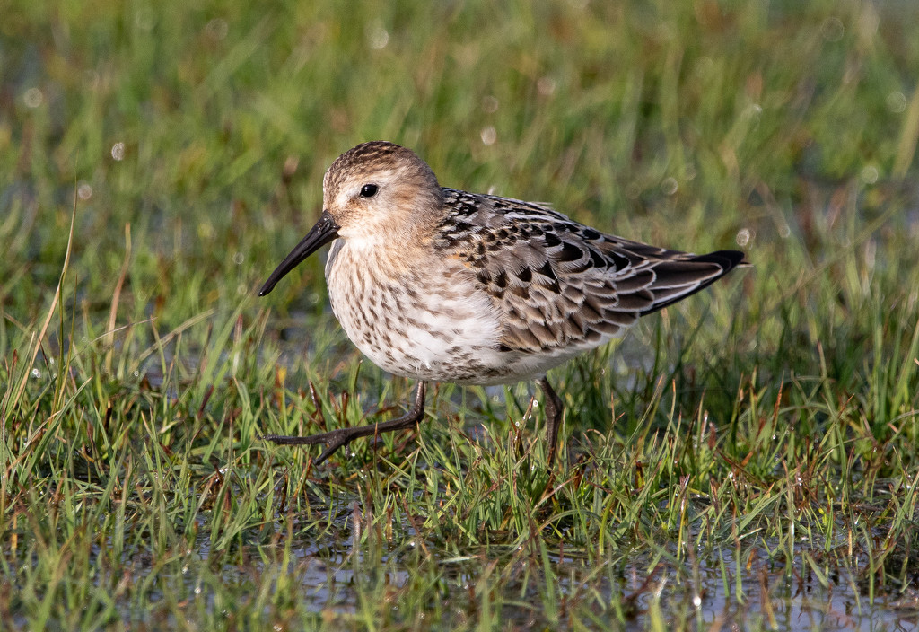 Juvenile Dunlin by lifeat60degrees