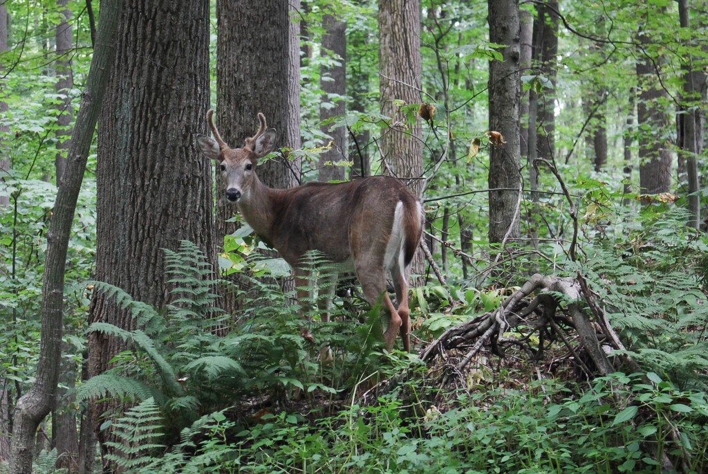 Deer in the Laurel Highlands woodlands by mittens