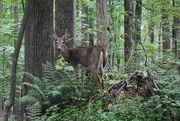 9th Sep 2019 - Deer in the Laurel Highlands woodlands