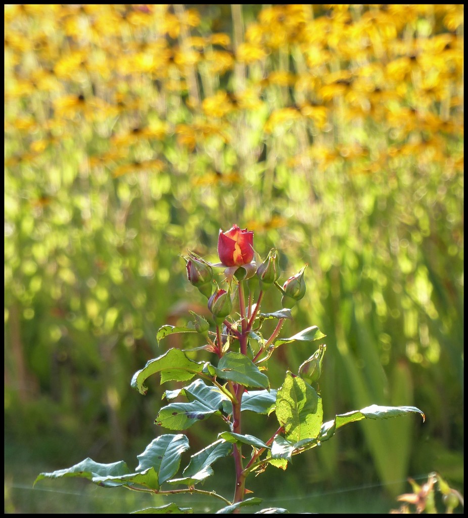 rose and my neighbours flowers by jokristina