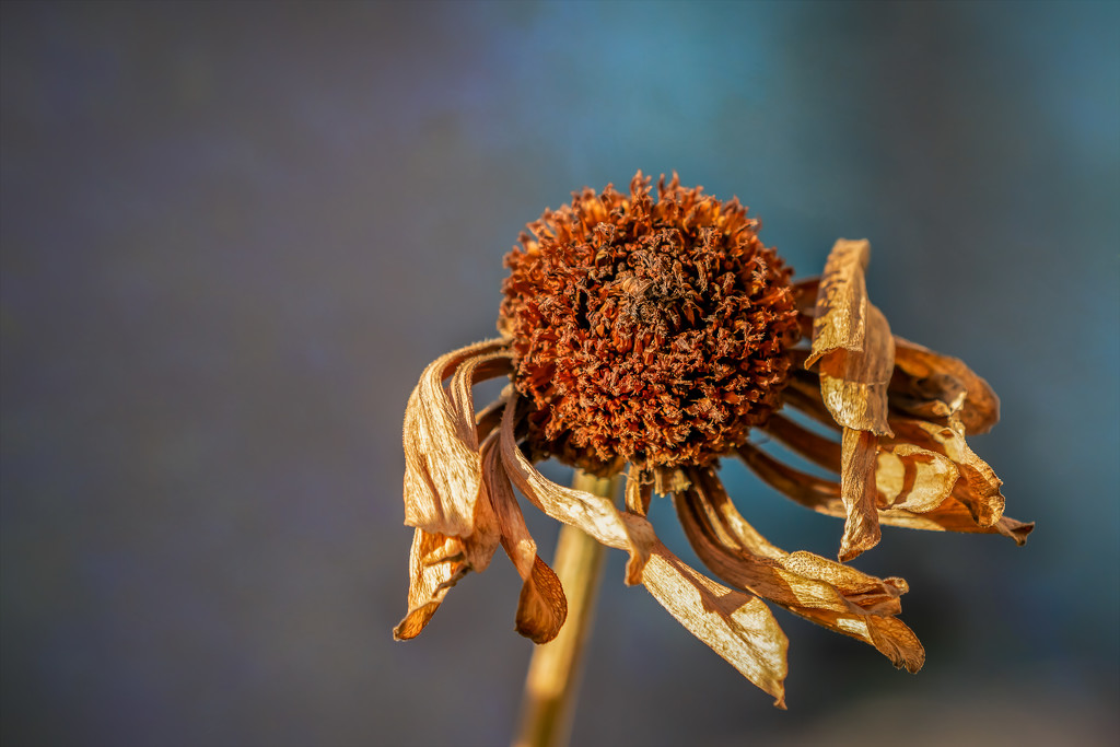 old cone flower dancing by jernst1779