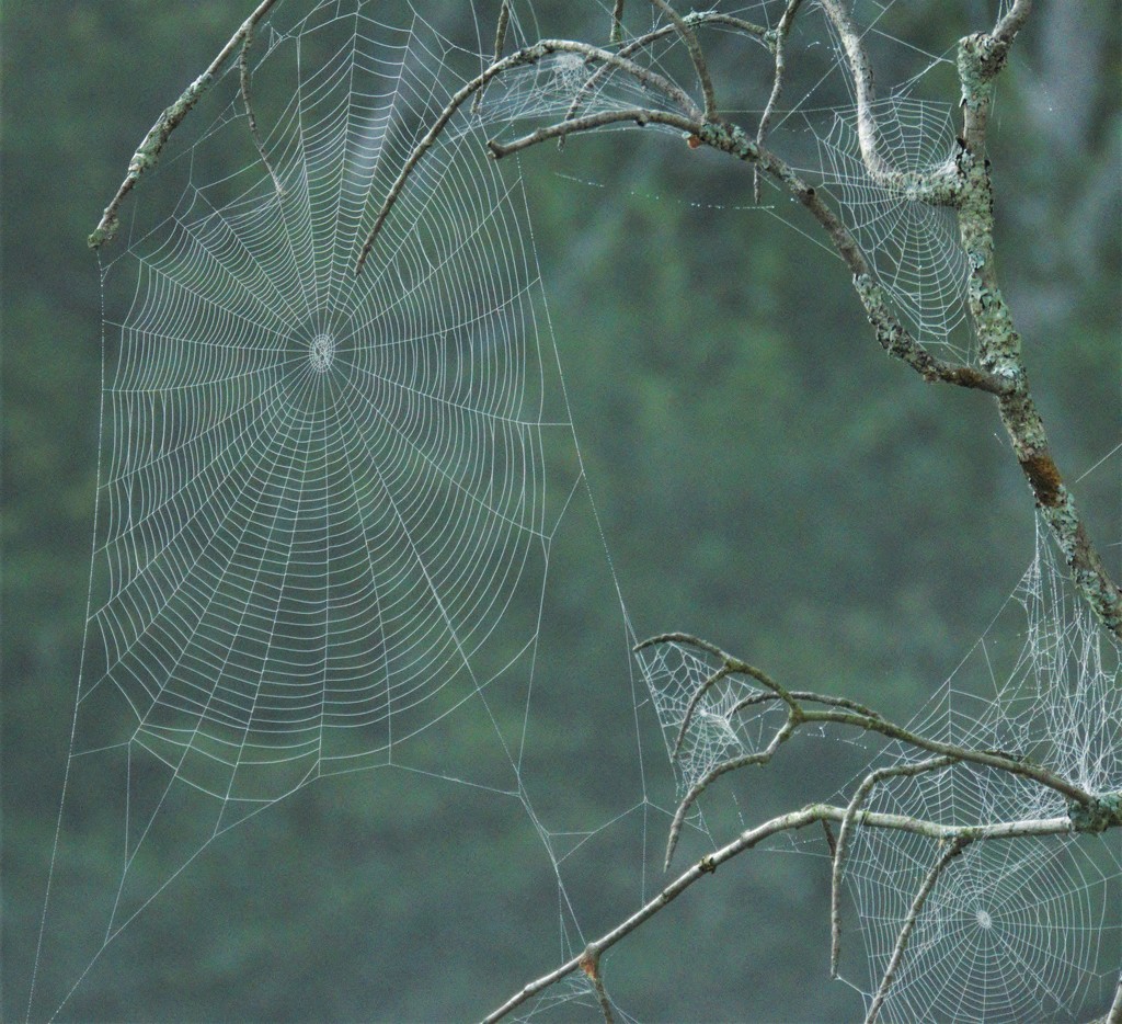 Foggy Spiderwebs  by radiogirl