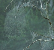 7th Sep 2019 - Foggy Spiderwebs 