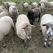 Sheep by mattjcuk