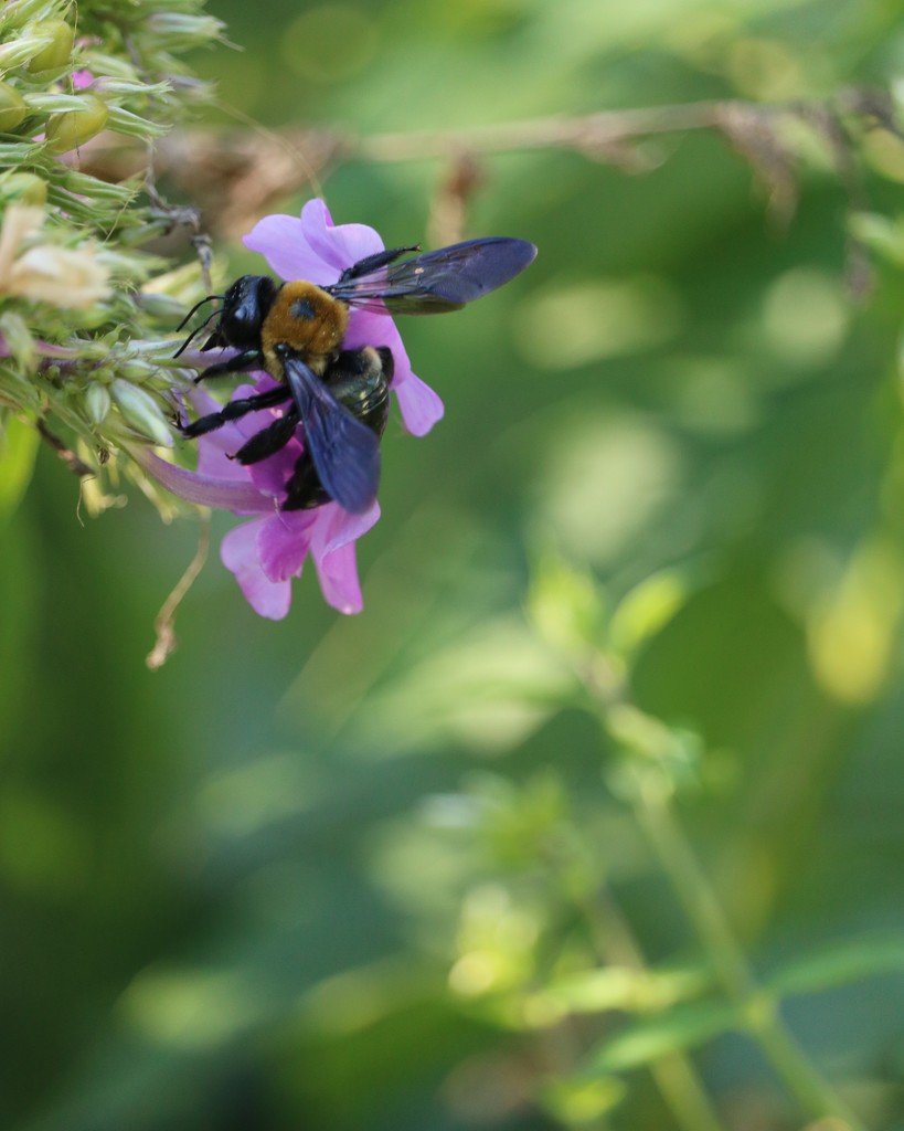 September 7: Bee by daisymiller