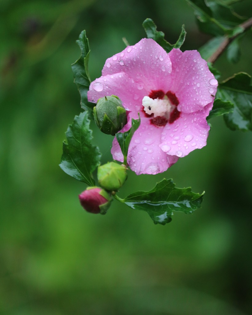 September 9: Rose of Sharon by daisymiller