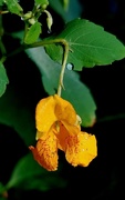 9th Sep 2019 - Jewelweed Flower and Morning Dew