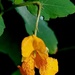 Jewelweed Flower and Morning Dew by meotzi