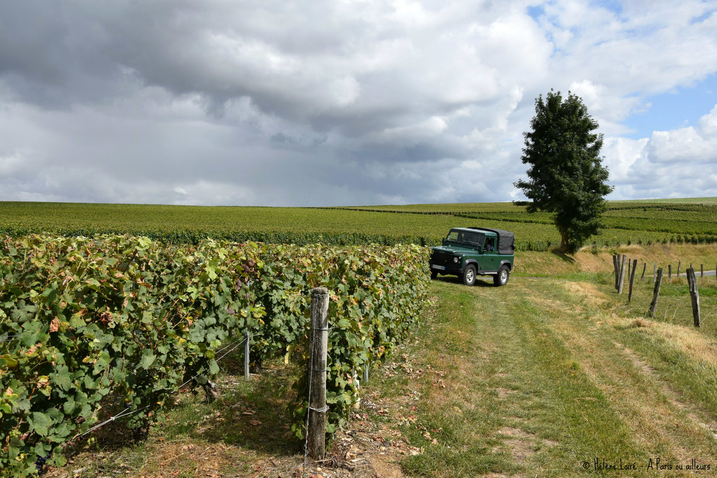 A stroll in Champagne's vineyards  by parisouailleurs