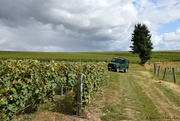 8th Sep 2019 - A stroll in Champagne's vineyards 