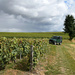 A stroll in Champagne's vineyards  by parisouailleurs