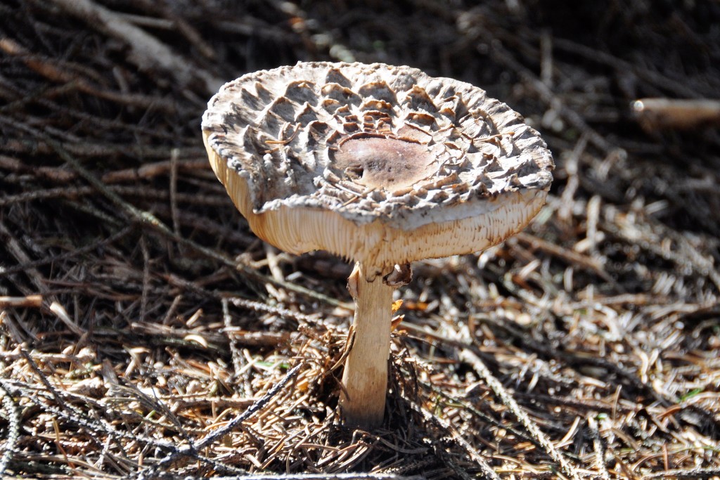 Parasol mushroom by rosie00