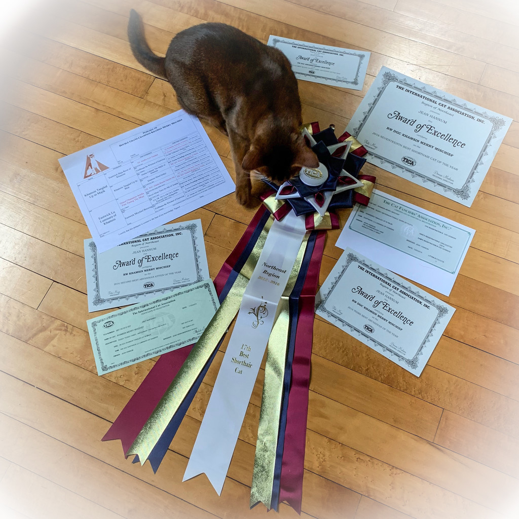 Her Awards arrived from her breeder by berelaxed