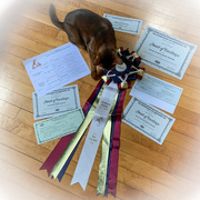 9th Sep 2019 - Her Awards arrived from her breeder