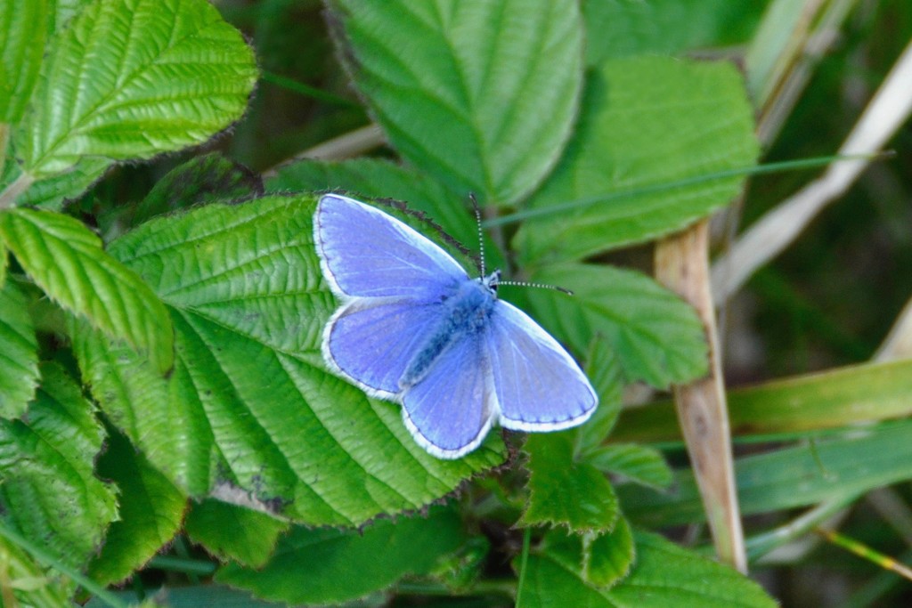 Common Blue butterfly by rosie00