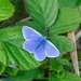 Common Blue butterfly by rosie00