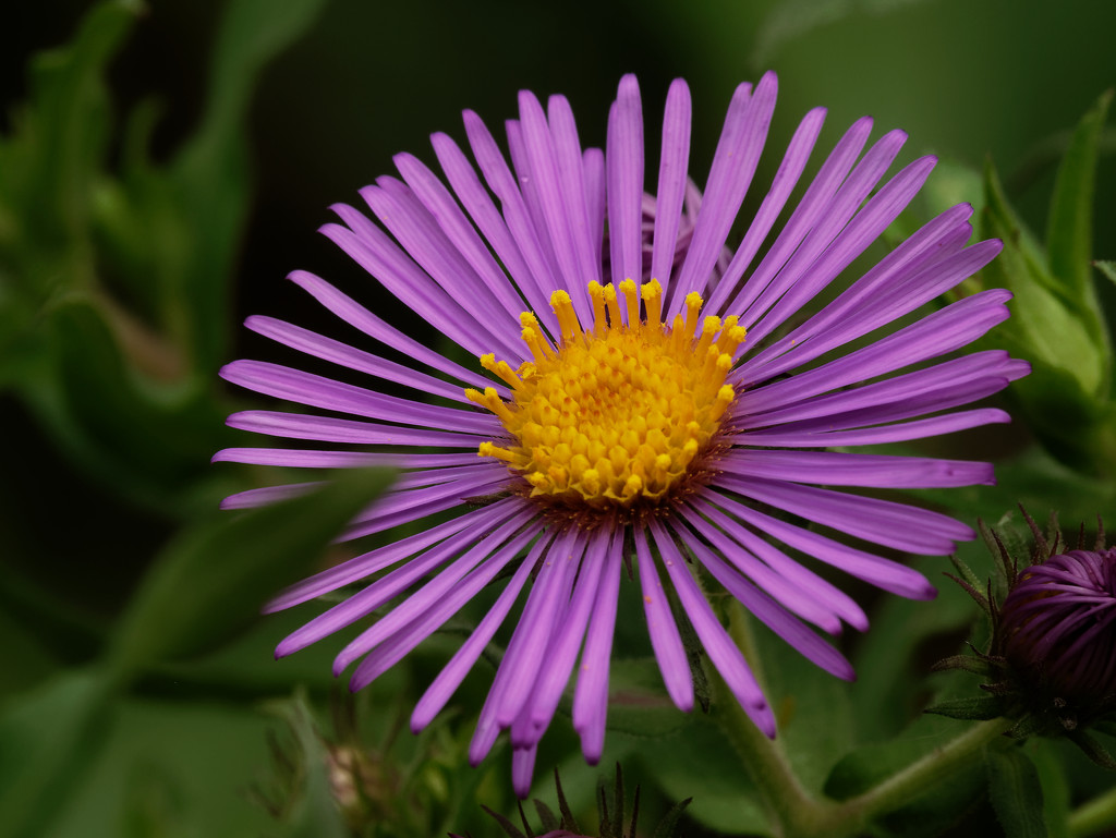 New England Aster by rminer