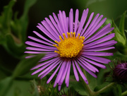 9th Sep 2019 - New England Aster