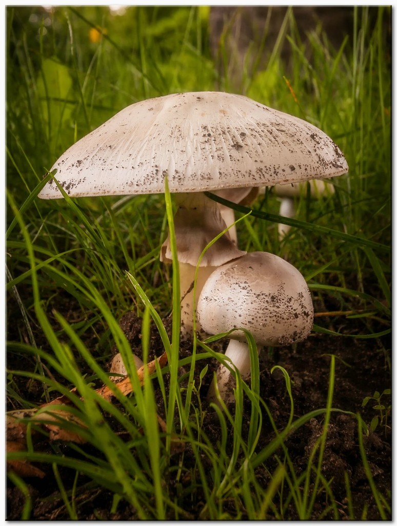 mushrooms by lastrami_