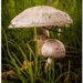 mushrooms by lastrami_
