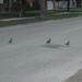 Pigeon Parade by spanishliz