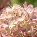 Hydrangea Turning Pink by paintdipper