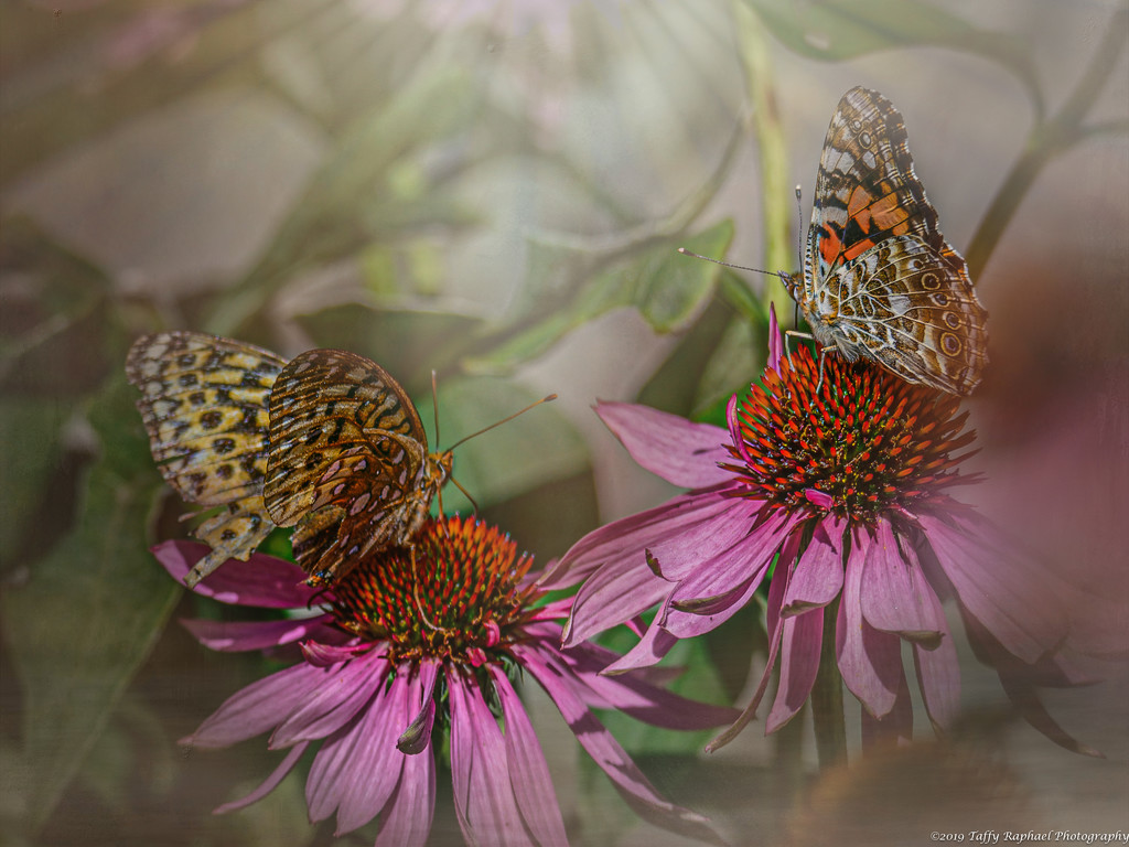 A Pair of Butterflies by taffy