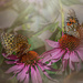 A Pair of Butterflies by taffy