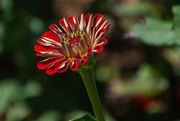9th Sep 2019 - Red Zinnia...