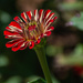 Red Zinnia... by thewatersphotos