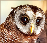 10th Sep 2019 - Wood Owl up close