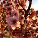 Spring Blossoms by nicolecampbell